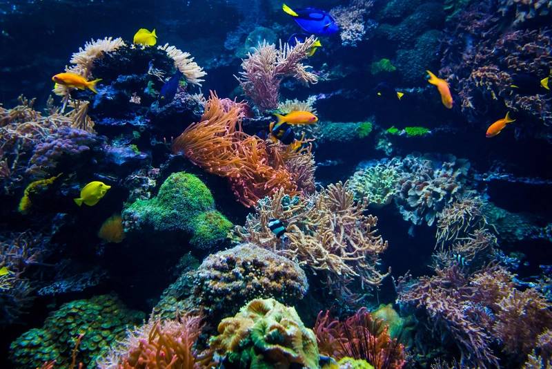 Hottest Oceans in 400 Years Threaten Great Barrier Reef