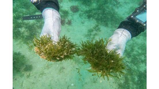 https://images.marinetechnologynews.com/images/maritime/w800/handfuls-caulerpa-170501.jpg
