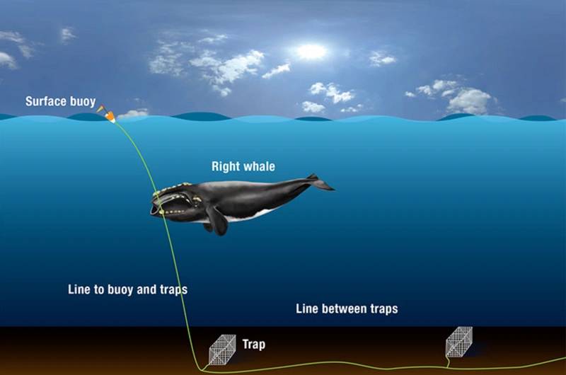 Study Examines Fishing Gear Entanglements On Whales