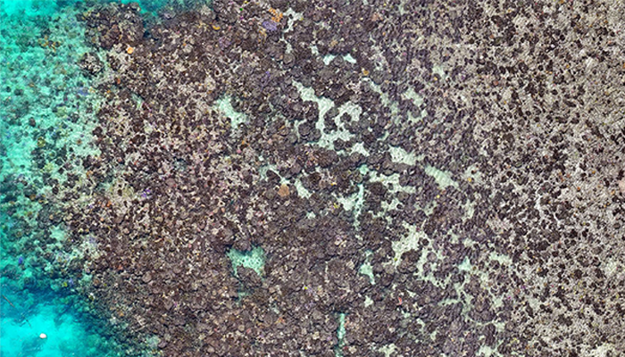 Coral Mortality on Great Barrier Reef