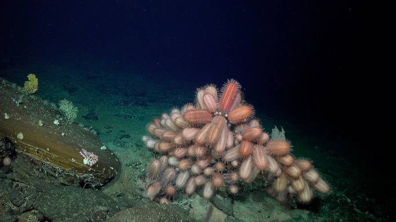 Se encuentra vida abundante en montes submarinos frente a la costa de Chile