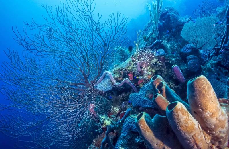 Threatened Caribbean Coral Reefs Get A New Ally: