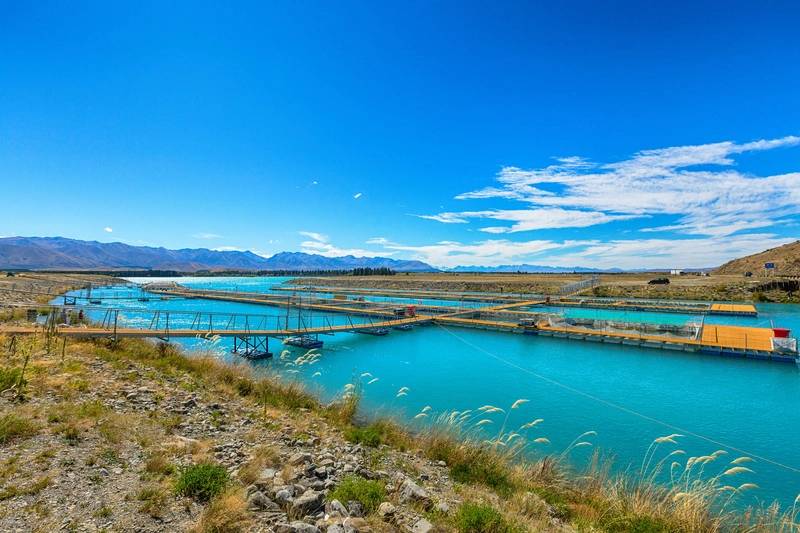 Call to Halt New Zealand Salmon Farming Investment