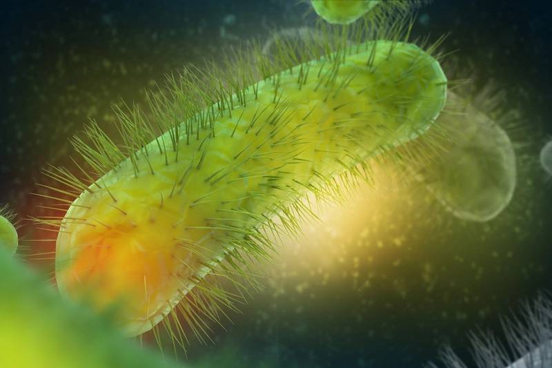 Study Oceans Microscopic Plants Hold Keys To CO2