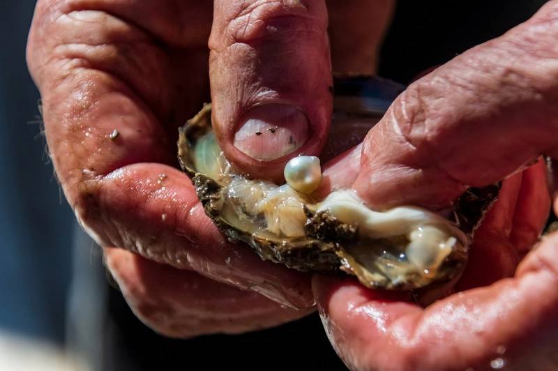 Italy Oyster Farmers Dream of Pearls from Warming Mediterranean