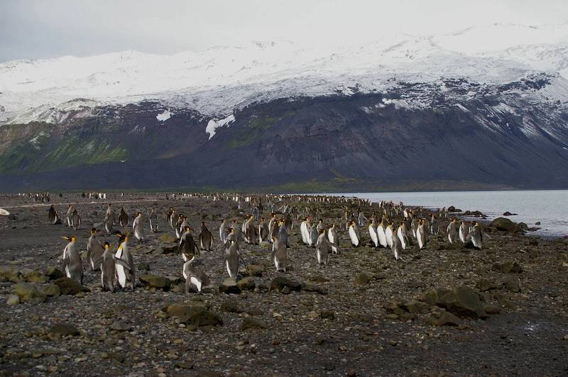 https://images.marinetechnologynews.com/images/maritime/w800/penguins-heard-162535.jpg