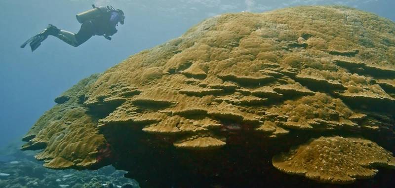 Record-Sized Coral Colony Discovered In American Samoa - Vimarsana News