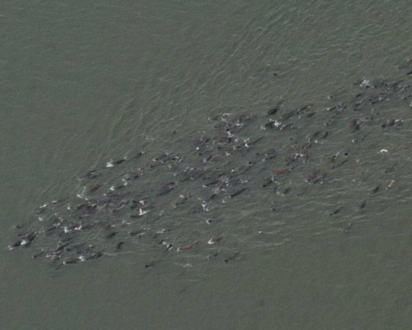 Study: Sea Lion Brain Damage Due To Algae's Toxin