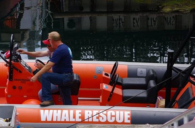 Bay Rescue Whale Rescuers Of Bay Of Fundy