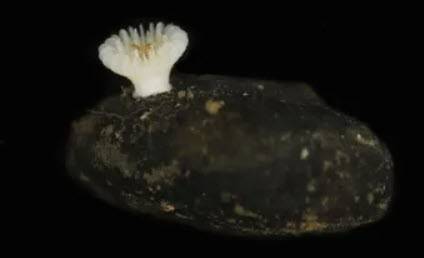 New Deep-Sea Coral Found on Nodules Targeted for Mining – Marine Technology News