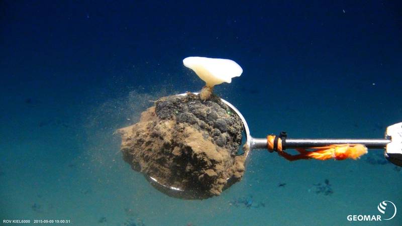 https://images.marinetechnologynews.com/images/maritime/w800/source-geomar-163599.jpg