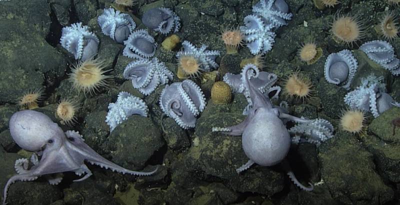 https://images.marinetechnologynews.com/images/maritime/w800/source-mbari-163361.jpg