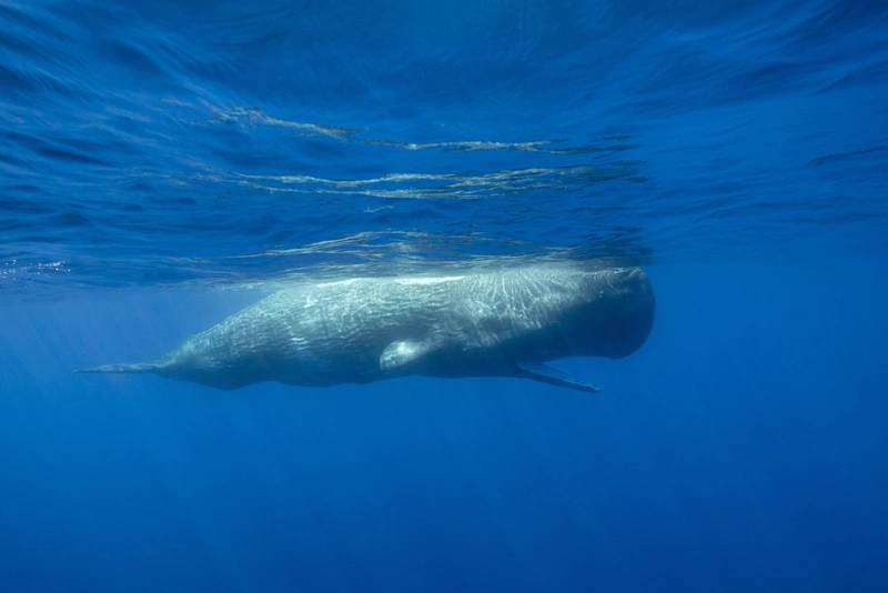 Mediterranean Marine Life Flourishes During Lockdown