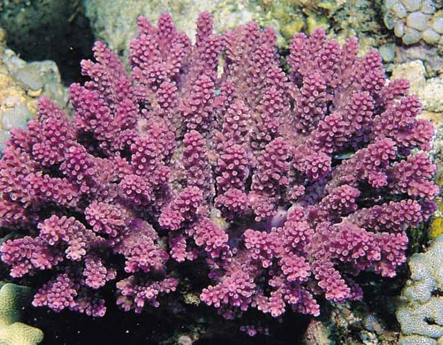 Acropora globiceps coral listed for protection under the Endangered Species Act. This species occurs in the Indo-Pacific; within US waters it occurs in Guam, Commonwealth of Northern Mariana Islands, Pacific Remoste Island Areas and American Samoa. (Credit: NOAA)