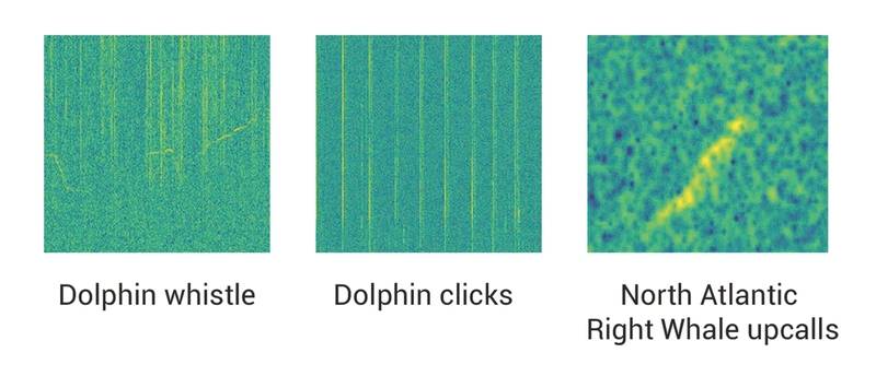 AI-powered detection and classification of marine mammals vocalizations. Credit: RTsys Underwater Technologies
