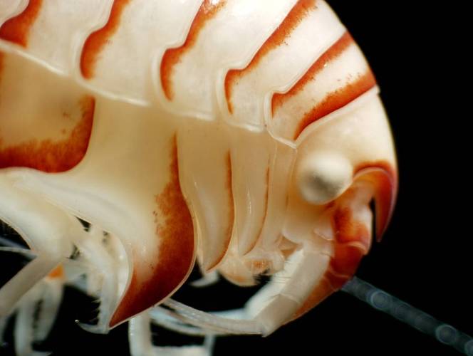 The amphipod Epimeria cornigera has been known for a long time. Biologists have now discovered and descibed a new relative. (Photo: Alfred-Wegener-Institut / Jan Beermann