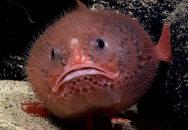 A sea toad, one of the many animals the mission may encounter, just hanging out, waiting for its next meal to swim by. (Credit: NOAA)