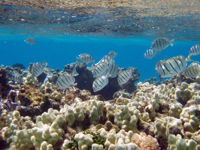 NOAA awards more than $8 million in grants and cooperative agreements for coral reef conservation this year. Funded projects will support efforts in seven U.S. states and territories, the Caribbean and Micronesia. (Credit: Claire Fackler, NOAA)