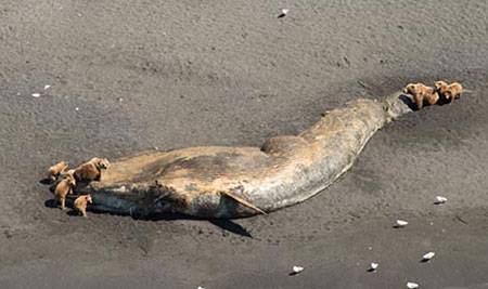 Bears feeding on a fin whale carcass in Larson Bay, Alaska, near Kodiak. Credit: NOAA