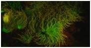 A biofluorescent anemone imaged with scientifically-filtered blue LED lighting and a modified 5Kunderwater camera that will both be outfitted on the Falcon(Image courtesy of David Gruber/Vincent Pieribone)