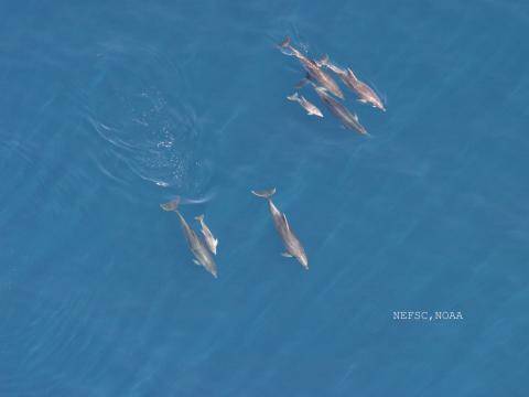 Bottlenose dolphins (Credit: NOAA-NEFSC)