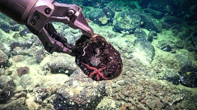 A brittle star and coral are picked up by ROV Subastian’s manipulator arm, along with the piece of deep-sea rock they are inhabiting. Taking the rock along with the accompanying organisms allows the scientists to study whether certain organisms prefer certain substrates. Photo Copyright Schmidt Ocean Institute