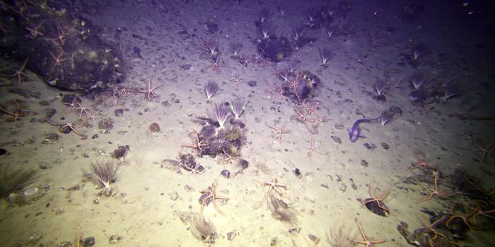 Brittle stars, feather stars and fish on the Sabrina Coast seafloor, East Antarctica. (Photo: Marine National Facility/CSIRO)