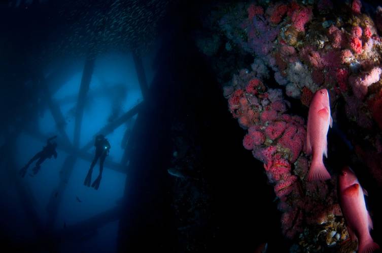 Two California sheephead find shelter on Platform Eureka's crossbeam. (Photo: Caine Delacy)