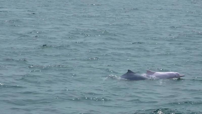 The Chinese White Dolphin (Sousa Chinensis, also referred to as the Indo-Pacific humpback dolphin) was classed as vulnerable on the IUCN Red List copy. Photo courtesy OceanAlpha