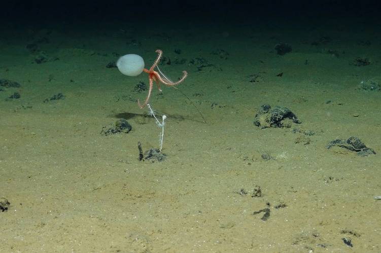 Clarion Clipperton Zone (CCZ) courtesy of the National Oceanography Centre and the Trustees of the Natural History Museum, with acknowledgement to the NERC SMARTEX project.