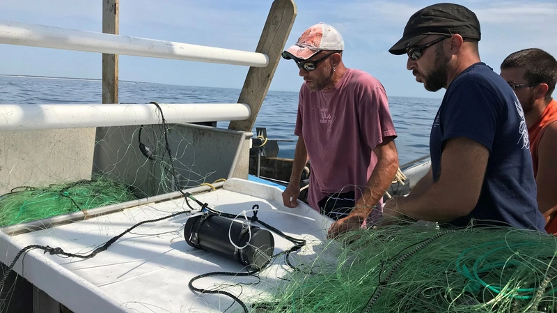 Commercial fisherman Doug Feeney (left) and scientist Owen Nichols from the Center for Coastal Studies mount one of five underwater cameras on the headrope of a gillnet before setting it into open waters off Cape Cod, Mass. They have been working with scientists from WHOI to film underwater interactions between seals and fishing nets in order to find ways to prevent them. (Photo by Andrea Bogomolni, Shoals Marine Laboratory)