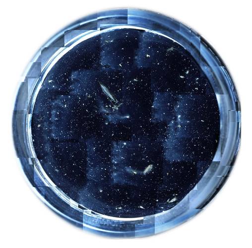 A composited image of the findings of one of the gel sediment traps, created from a series of photos taken with a microscope. In it it is possible to observer aggregates, fecal pellets, phytoplankton, zooplankton and other particles. (Image: SOI/ Melissa Omand