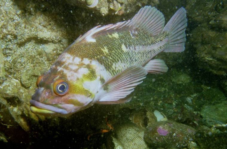 Copper rockfish (Photo: Saab Seaeye)