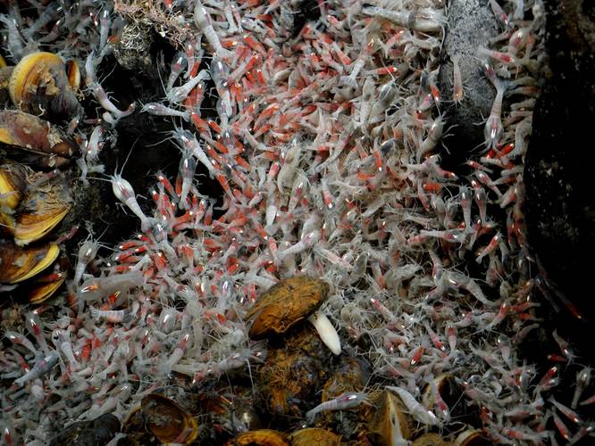 Copyright: Victor 6000 / Ifremer. Deep sea shrimps Rimicaris exoculata, living close to the hydrothermal vents, at 3,600m depths.