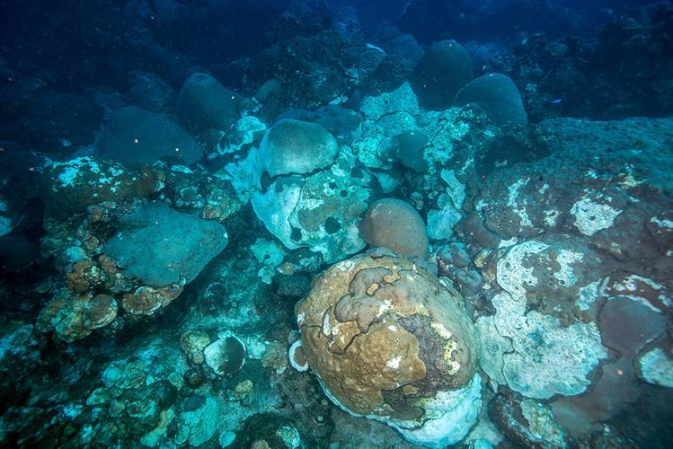 Corals affected by the mortality event at East Flower Garden Bank. (Image: FGBNMS/Schmahl)