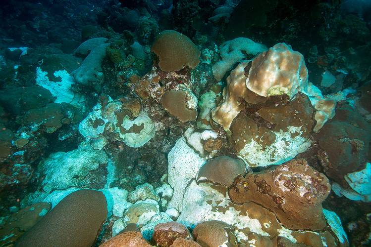Corals affected by the mortality event at East Flower Garden Bank. (Image: FGBNMS/Schmahl)