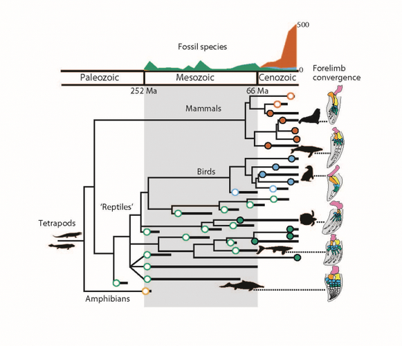 Over the course of 300 million years, species ranging from seals to mosasaurs independently developed streamlined forelimbs as they transitioned from living on land to the ocean, allowing them to move quickly and efficiently in the water. (Credit: Neil Kelley and Nick Pyenson, Smithsonian Institution)