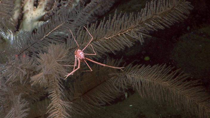 A crab (Gastroptychus iaspis) on a black coral (Lillipathes sp.), also seen during the 1,000th dive. (Photo: MBARI)