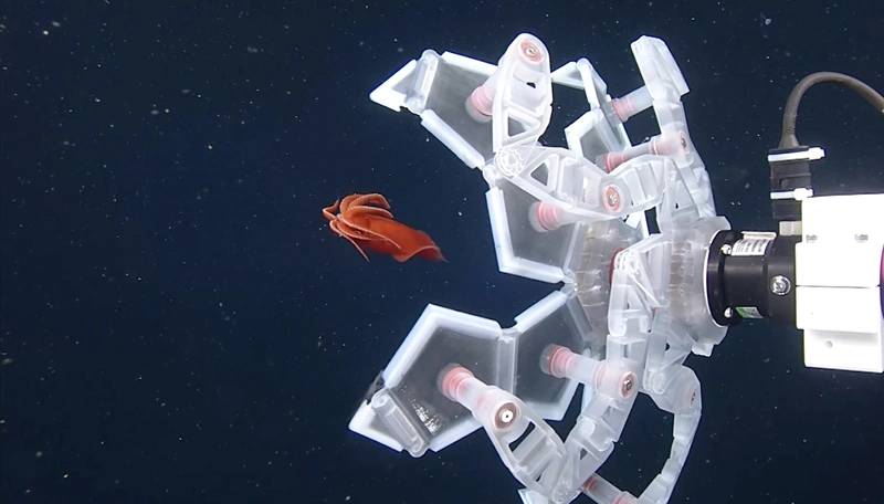 Credit: Monterey Bay Aquarium Research Institute (MBARI)