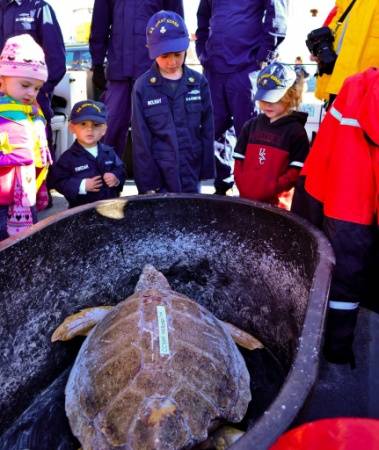 Crewmembers aboard Coast Guard cutter Kodiak Island out of Atlantic Beach North Carolina and their family members prepare to release a sea turtle into the Gulf Stream off the North Carolina coast Dec. 15, 2014. The Coast Guard, in cooperation with the North Carolina Resources Commission, helped release a total of 19 rehabilitated sea turtles into the Gulf Stream off the coast of North Carolina including Kemp's ridley sea turtles, green sea turtles and a loggerhead sea turtle. (Photo by Kate Molw