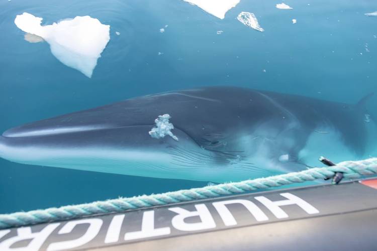 A curious whale greets guests in a Hurtigruten Expeditions' zodiac in Antarctica. Photo: GENNA ROLAND/Hurtigruten Expeditions