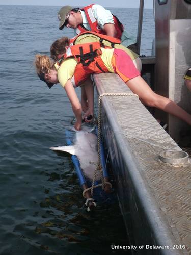 Danielle Haulsee, PhD candidate in oceanography at the University of Delaware in Lewes, and colleagues implant an acoustic receiver into a Sand Tiger shark resting in a sling. (Credit: Cara Simpson)