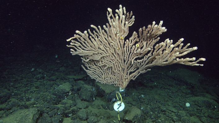 A deep-sea coral (Keratoisis sp.) seen during dive 1,000 at Sur Ridge. (Photo: MBARI)