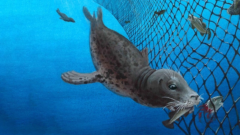 Depredation—when seals and other marine animals prey on fish caught in net—can be costly both economically and ecologically. It can reduce the amount of sell-able fish, damage fishing gear, and lead to the lethal entanglement of seals and other protected marine mammals in fishing nets. (Illustration courtesy of Terra Dawson, dawsonillustrations.com)