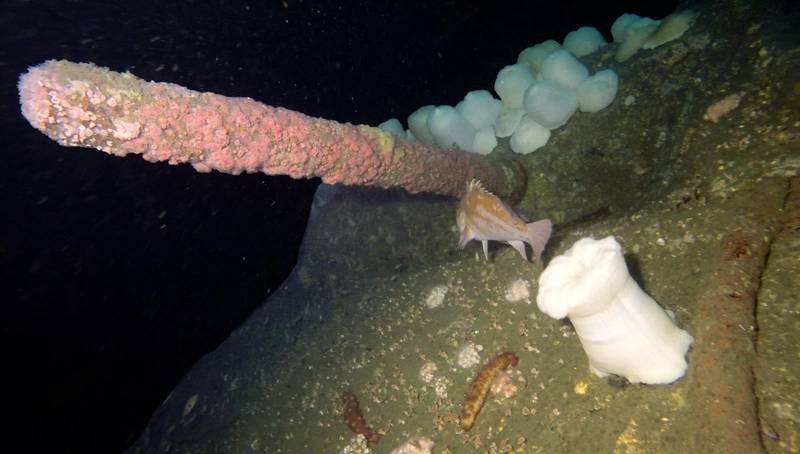 A key diagnostic artifact discovered at the shipwreck site of the USCG Cutter McCulloch is a 6-pounder gun mounted in the sponson located at the starboard bow. The cutter was equipped with four 6-pounder, 3-inch rapid firing guns arranged in sponsons and located in the bow and stern quarters of the ship. The USRC Cutter McCulloch used its starboard guns to fire upon the Spanish gun battery on El Fraile Rock, just before the commencement of the Battle at Manila Bay. (Credit: NOAA/USCG/VideoRay)