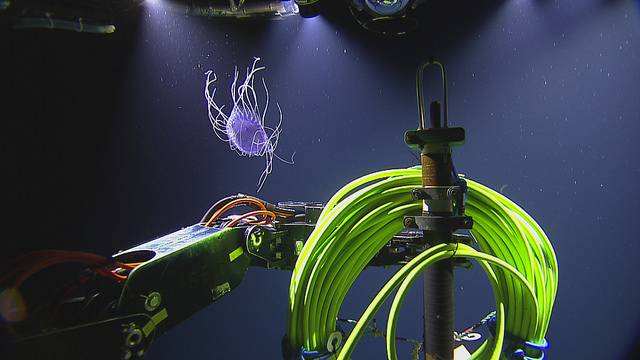 Dinner plate jelly spotted during a descent to Main Endeavour Field (Copyright: 2018 ONC/OET/Nautilus Live)