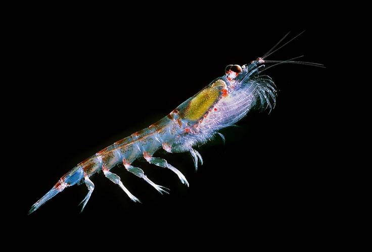 Echosounders can help quantify biomass in the ocean, such as the Antarctic krill seen here. (Photo © Uwe Kils/Wikimedia Commons)
