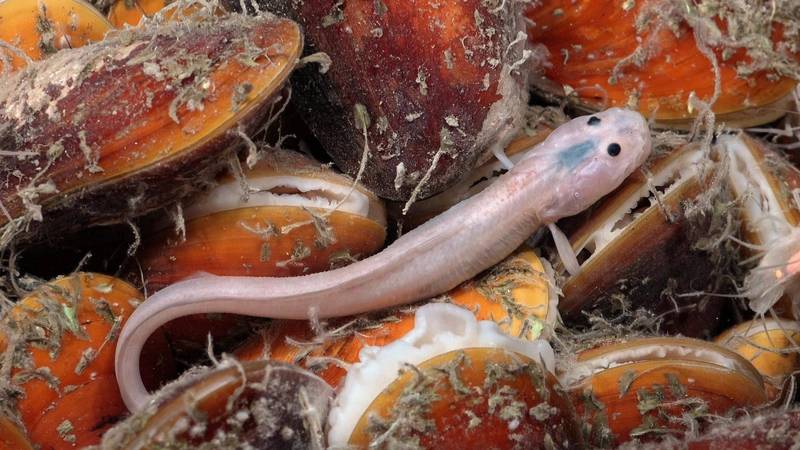 An eelpout (Pachycara caribbaeum) lies on a bed of chemosynthetic mussels (Gigantidas childressi) off the coast of Trinidad and Tobago. Ninety-three percent of Trinidad and Tobago lies below recreational scuba depths, placing its largest ecosystems in the mesophotic zone (between 30 and 199 meters) and the deep ocean. The geological setting of the two islands is ideal for supporting chemosynthetic habitats. © ROV SuBastian / Schmidt Ocean Institute