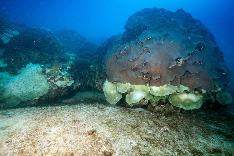 The effects of the mortality event seem to be from the bottom upwards, as seen in this large star coral colony. (Image: FGBNMS/Schmahl)