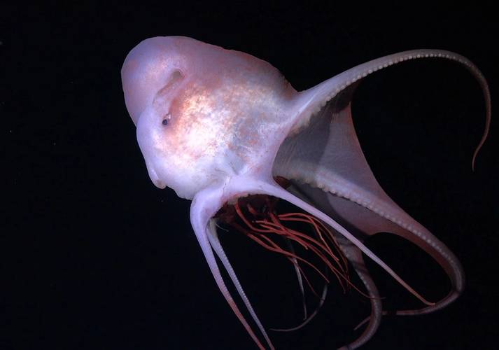 A female octopus (Haliphron atlanticus) consumes a jellyfish at 800 meters depth. Observing feeding interactions helps scientists understand how midwater communities function and offers insights into processes we all depend on, such as carbon cycling through the largest habitat on earth. Credit: ROV SuBastian / Schmidt Ocean Institute